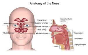 Anatomy Of The Nose